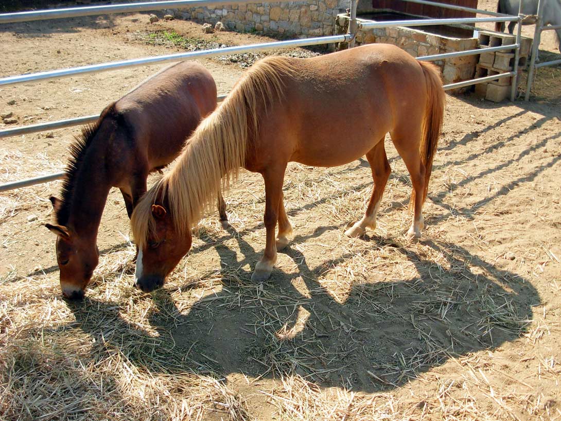 Come and help us care for a critically endangered breed of pony and have an  adventure in Skyros Island, Greece